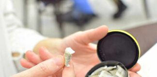 A hand holding a portion of snus with an open can in the background