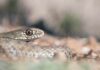 Close-up of a snake's head resting on the ground