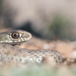 Close-up of a snake's head resting on the ground