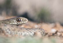 Close-up of a snake's head resting on the ground
