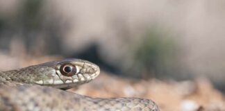 Close-up of a snake's head resting on the ground