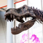 Tyrannosaurus rex skeleton displayed in a museum