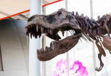Tyrannosaurus rex skeleton displayed in a museum