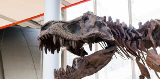 Tyrannosaurus rex skeleton displayed in a museum