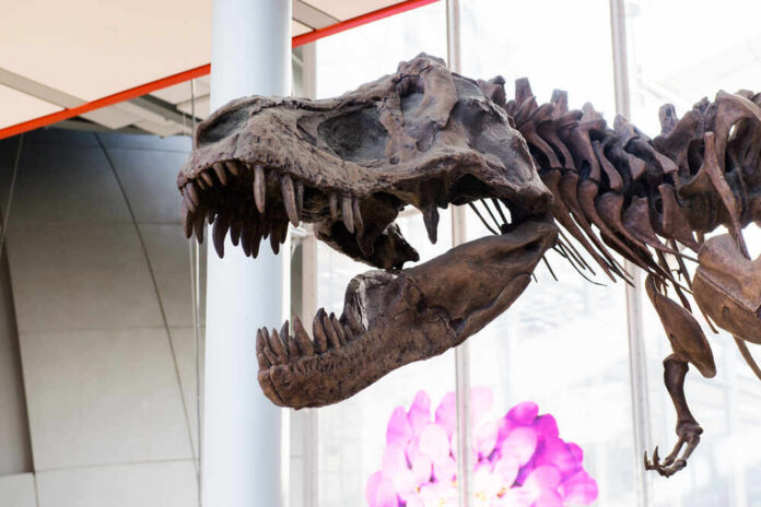 Tyrannosaurus rex skeleton displayed in a museum