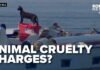 One Quiet Sailboat Was Absolutely Crawling With Cats More cats rescued from abandoned boat in Tacoma as police try to track down owner