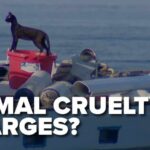More cats rescued from abandoned boat in Tacoma as police try to track down owner