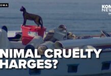 More cats rescued from abandoned boat in Tacoma as police try to track down owner