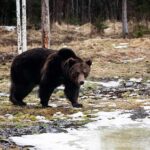 When Wildlife Becomes A Public Safety Crisis Brown bear walking near a partially frozen pond