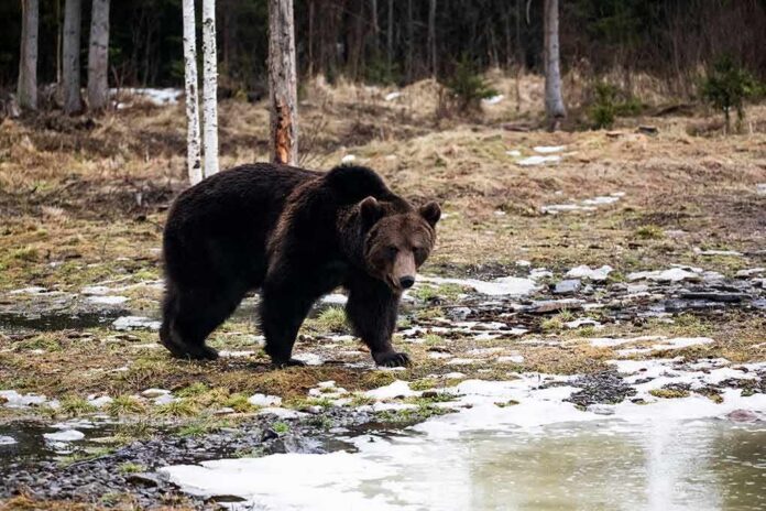 shutterstock_1945740952 Brown bear walking near a partially frozen pond