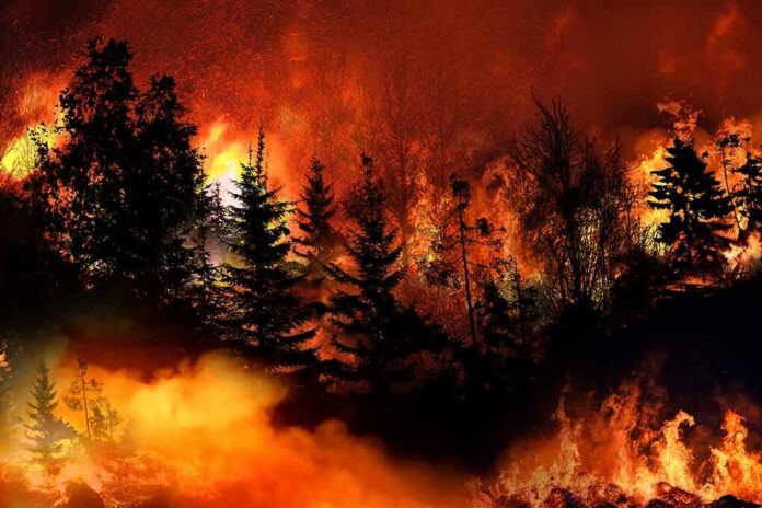 Forest wildfire engulfing trees with intense flames